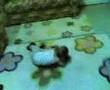cakkıdı berkay bebek cocuk demirkazan dağaşan oyun sungurlu cakkıdı berkay bebek cocuk demirkazan dağaşan oyun sungurlu