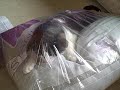 YouTubeサムネイル[ddQXCnz-nZY] - 3枚目