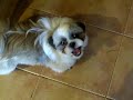 ?????shih tzu