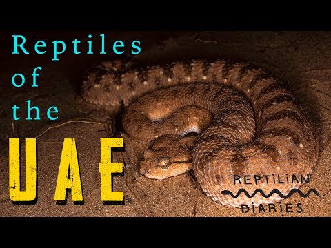 YouTube reptile video