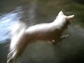 baby jumong hates water