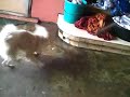 baby jumong hates water