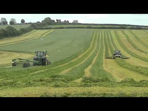 grass -