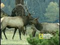 Bugling Elk