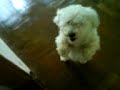 Joe, o c�o