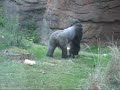 gorrila