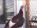Talking Turkey