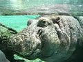 San Diego Zoo Hippo San Diego Zoo Hippo