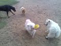 my-dog-tommy-1.html