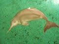 Extinct and Endangered animals