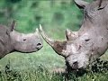 Extinct and Endangered animals