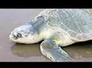 Extinct and Endangered animals