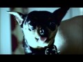 Sir Licks A Lot