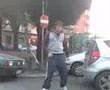 Bichón Boloñés video
