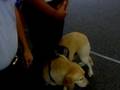 Coast Guard retires explosives-search dog