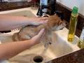 Doogie's First Bath - Part 1