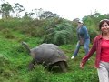 TORTUGA (GALAPAGOS)