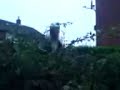trampoline bush jump