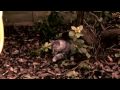 Dexter (the cat) season 1 episode 2