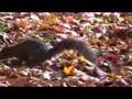 Sony dcr-sr200 test 2