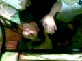 videos de awaii magaxawa ..