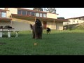 Labradoodle & Rottweiler (Charlie Brown & Venus)