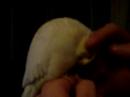 Plumpy the cockatiel