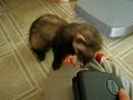 Kitsune Steals My DS 1