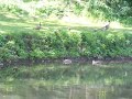 Canadian Geese at White Pines State Park