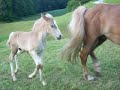 My first haflinger foal Vet My first haflinger foal Vet
