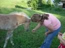 My first haflinger foal Vet