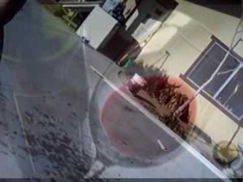 how to isolate entamoeba histolytica