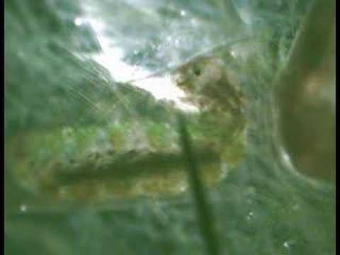 Caddis Fly Larva
