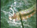 Caddis Fly Larva
