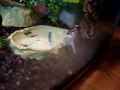 python avale sourie python avale sourie