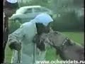 حتى الابل تكره اليهود , بعير بيعض يهودي