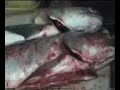 mumtaz mamo shikaree ke machee (fish) 6