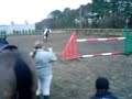 jumping 1m20   queenie traditional cob : 