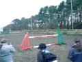 jumping 1m20   queenie traditional cob : 