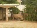 Summer Palace & Beijing Zoo Part 5!Hippo&Rhino Mojo