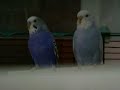 Due coco:Mirtillo e Acqua