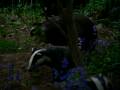 videos de spring badgers 003