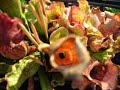KILLER!Carnivorous plants eating bugs-Piante carnivore mangiano insetti-