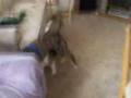 Beagle video