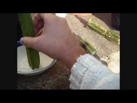 how to transplant cactus pieces