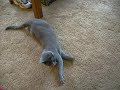 Ash Vs. Kitty