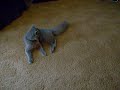 Ash Vs. Kitty