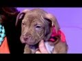 Puppy Bowl IX: Furry Stars Invade WSJ Studio