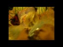 Trip