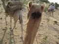Kamelenrace